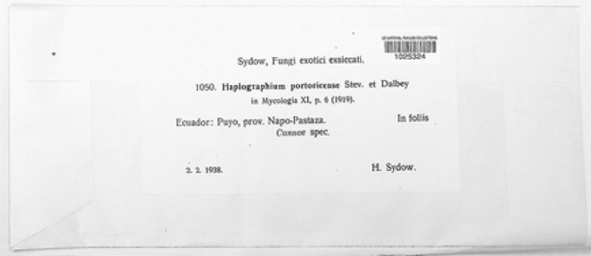 Haplographium portoricense image